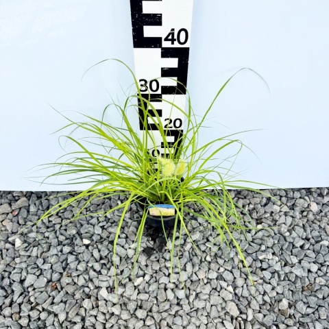 Rozplenica japońska 'Hameln Gold' 2L