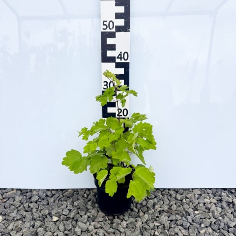 Rutewka 'Black Stockings' 2L