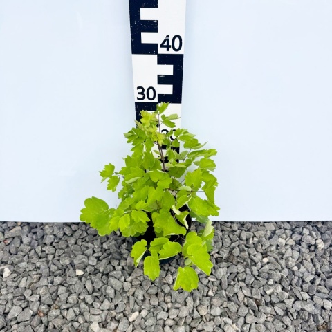 Rutewka 'Black Stockings' 2L