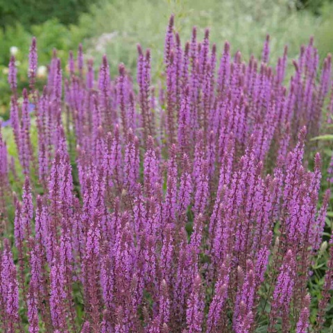 Szałwia omszona 'Amethyst' 2L