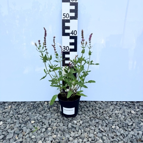 Szałwia omszona 'Amethyst' 2L