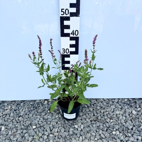 Szałwia omszona 'Amethyst' 2L