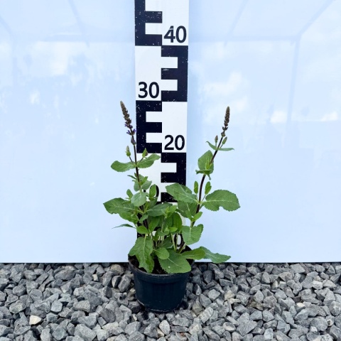 Szałwia omszona 'Caradonna Compact Blue' 1L