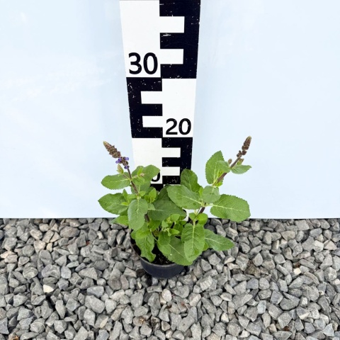 Szałwia omszona 'Caradonna Compact Blue' 1L