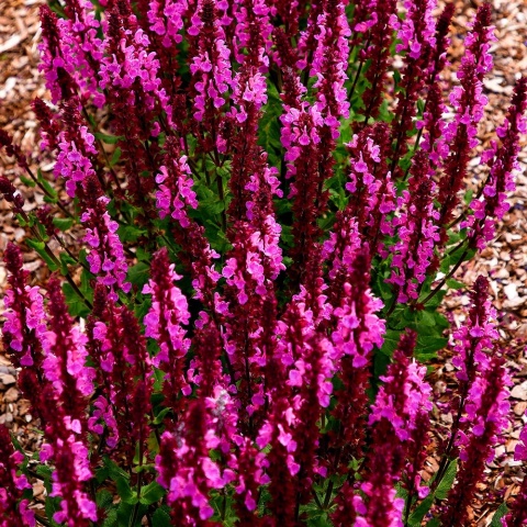 Szałwia omszona 'Marvel Rose' 1,5L