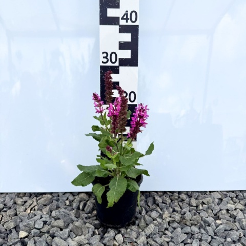 Szałwia omszona 'Marvel Rose' 1,5L