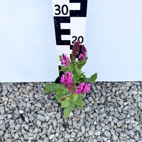 Szałwia omszona 'Marvel Rose' 1,5L