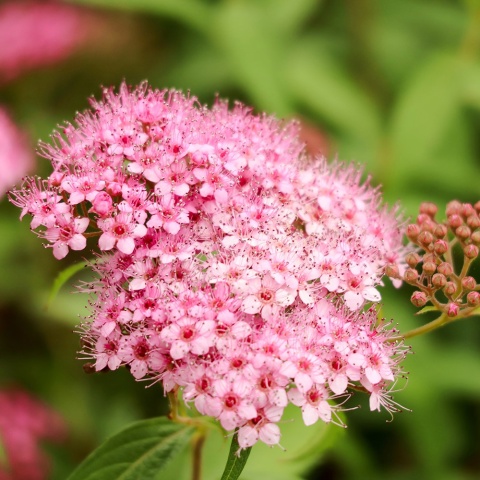 Tawuła japońska 'Little Princess' 2L