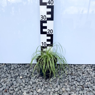 Turzyca oszimska 'Everest' 2L