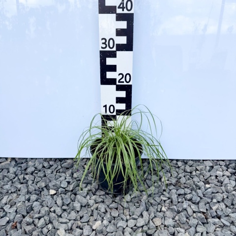 Turzyca oszimska 'Everest' 2L