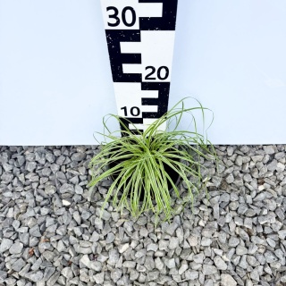 Turzyca oszimska 'Everest' 2L