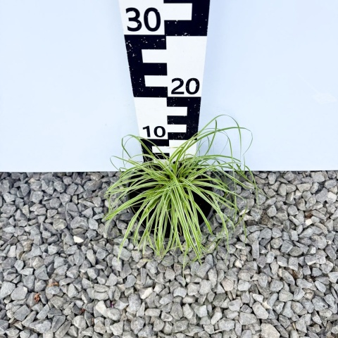 Turzyca oszimska 'Everest' 2L