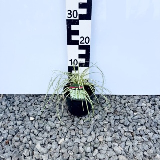 Turzyca oszimska 'Maxi Gold' 2L