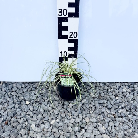 Turzyca oszimska 'Maxi Gold' 2L