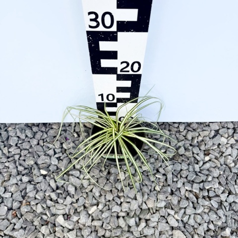 Turzyca oszimska 'Maxi Gold' 2L