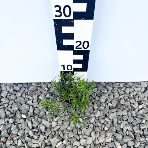 Ubiorek wiecznie zielony 'Fischbeck' 1L