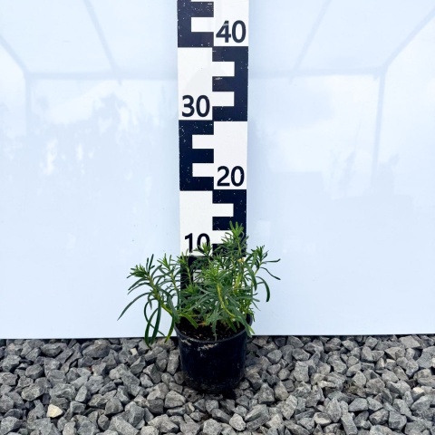 Ubiorek wiecznie zielony 'Fischbeck' 1L