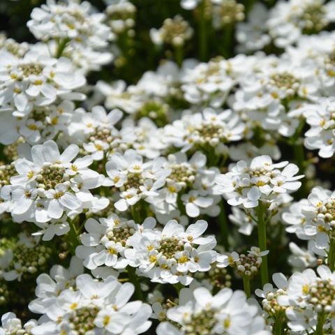 Ubiorek wiecznie zielony 'Fischbeck' 1L