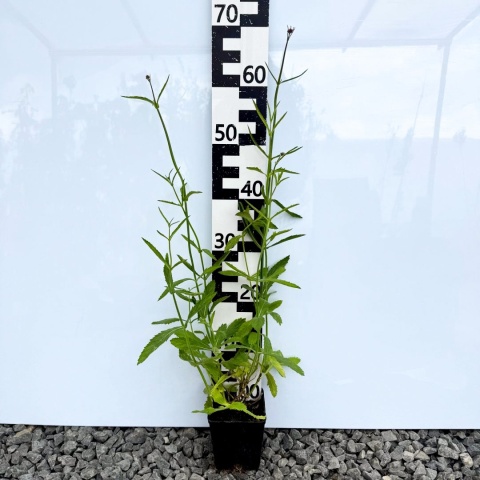 Werbena patagońska 'Violet Blue' 1L