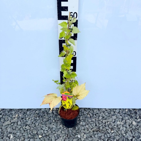 Winobluszcz trójklapowy 'Fanway Park' 2L