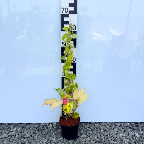 Winobluszcz trójklapowy 'Fanway Park' 2L