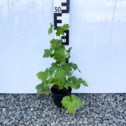 Zawilec japoński 'Mont Rose'' 1,5L