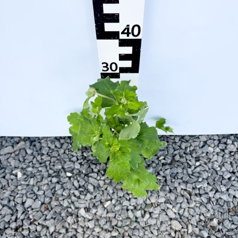 Zawilec japoński 'Mont Rose'' 1,5L