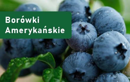 Borówki Amerykańskie